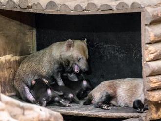 Pražská zoo odchovává další tři štěňata psů pralesních