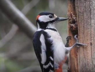 Zastavenie ťažby na Devínskej Kobyle umožní vtáctvu vyhniezdiť, zabráni sa tým značným škodám