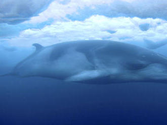 Japonsko ulovilo v antarktických vodách 333 veľrýb, z toho 122 gravidných