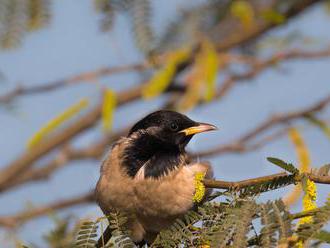 Ornitológovia spozorovali stepné vtáky, prilietajú raz za pár desaťročí