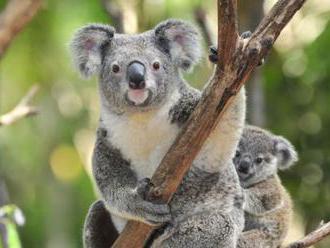 Austrália zachraňuje koaly