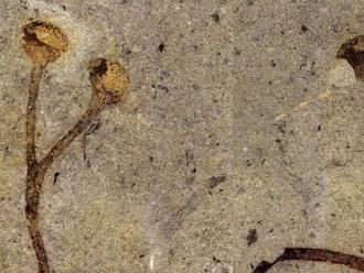 V Česku našli najstaršiu rastlinnú fosíliu