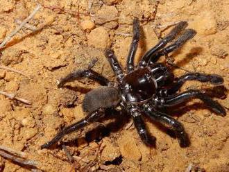 V Austrálii zahynul najstarší známy pavúk