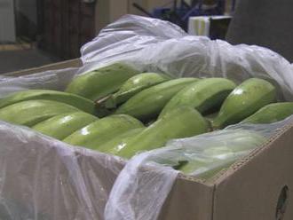 V Sasku našli v zásielke banánov 100 kg čistého kokaínu