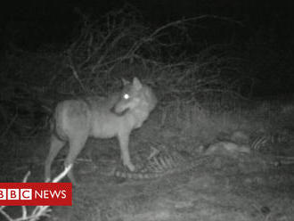 Wolves in France: Farmers fear attacks