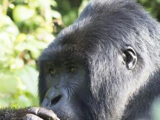 Uhynula gorila Koko, ovládala znakovou řeč a ochočila si kotě