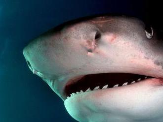 Žralok modrý po 30 rokoch 