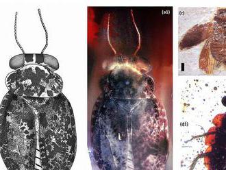 Ako vyzeral najstarší maskovaný šváb?