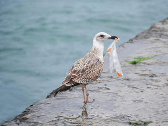 V telách morských vtákov nachádzajú stovky kúskov plastov