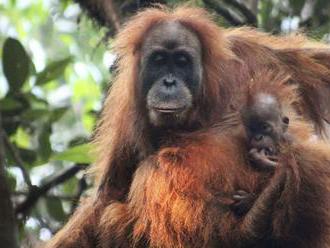 V Austrálii museli utratiť najstaršieho známeho orangutana sumatrianskeho