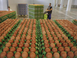 Produkcia vajec je ohrozená, zmiznúť majú vajcia z klietkových chovov