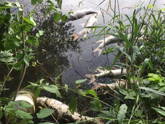 EKOMASAKER v Bratislave! Čistička zamorila rieku: Hrozivé dôsledky, mŕtve ryby, fekálie a červy