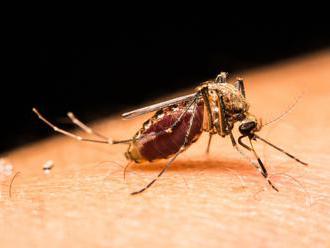 Komáre so smrtiacim vírusom zaznamenali aj na Slovensku: Pozor, prenášajú aj toto