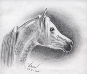 Jak nakreslit koně: Poznejte plemena koní a stavbu jejich těla
