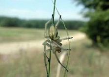 V ČR jsou jedovatí pavouci, brouci i štíři, které můžete v létě potkat?