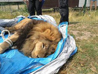 VIDEO: V soukromém bioparku na Hradecku utekli dva tygři a lev, zvěrolékaři je už uspali