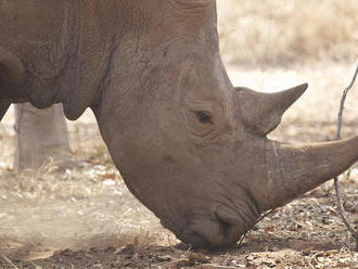 V Keni uhynulo sedm kriticky ohrožených nosorožců dvourohých