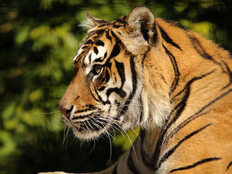 V Bioparku Štít u obce Klamoš na Hradecku utekli dva tygři a lev