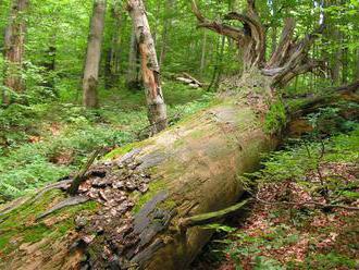 Hranice Karpatských pralesov určia odborníci, povedala Matečná