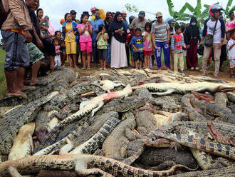 Nechutná pomsta prírode: Indonézania za smrť muža pozabíjali 292 krokodílov
