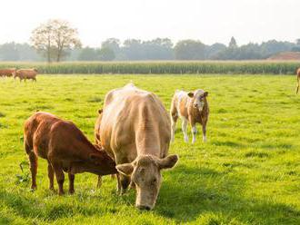 Horúčavy majú vplyv aj na plodiny a chov hospodárskych zvierat