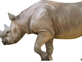 Vedci vyvinuli embryo ohrozeného nosorožca severného bieleho