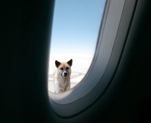 Pes v lietadle takmer spôsobil katastrofu: Otvoril batožinový priestor počas letu