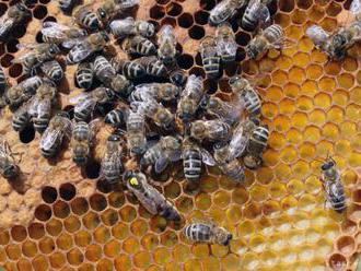 Návštevníci bojnickej zoo môžu spoznať život včiel