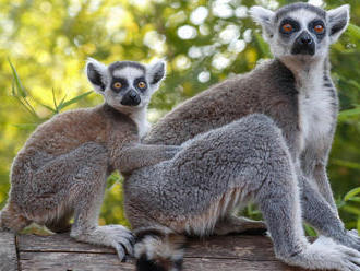 Takmer všetkým druhom lemurov hrozí vyhynutie