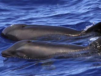 Vedci identifikovali kríženca veľryby a delfína - velfína
