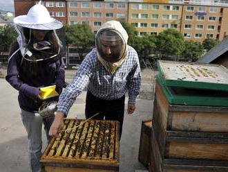 Nebezpečné postreky pre včely nepovolíme, ubezpečuje rezort