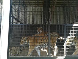 Kuriózny prípad v Nových Zámkoch: Tínedžerka sa vkradla v noci do cirkusu, aby pohladkala tigra