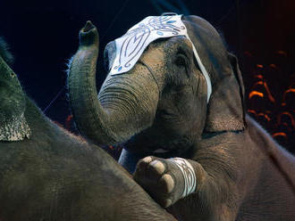 Nový zákon o zvieratách prináša viaceré zmeny: Zákaz vystupovania niektorých zvierat v cirkusoch