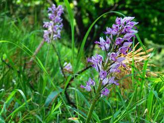 Túra: Orchidey v Beskydskom predhorí