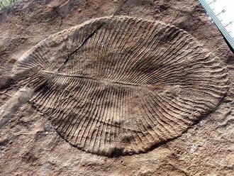 Půl milionu let stará fosílie je nejstarší známý živočich