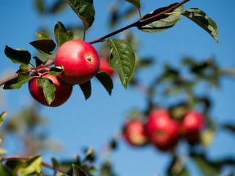 Úroda jablek má vzrůst o čtvrtinu na 127.707 tun, čekalo se víc