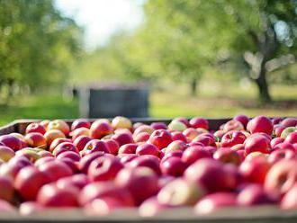 Nadúroda ovoce ve Valašským Kloboukách ničí nádoby na bioodpad
