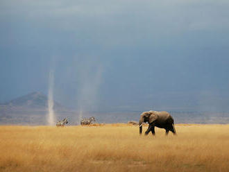 V Botswane pytliaci usmrtili 87 slonov