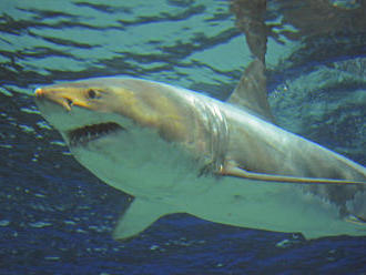 Potápači spozorovali pri pobreží Havaja obrovského žraloka modrého