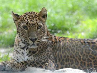 Leopard sa v Indii zatúlal do mesta a zranil štyroch ľudí