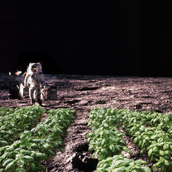 Číně se povedlo na Měsíci vypěstovat první rostliny, plánuje další experimenty