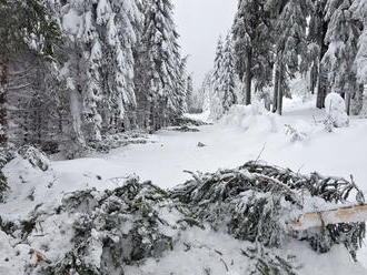 Lesníci varují před výlety do horských lesů. Stromy se pod vahou sněhu lámou