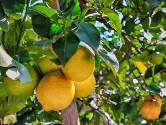 Vypěstujte si doma lahodné citrusy
