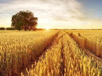 Pšenica v Európe nie je odolná voči zmenám klímy, tvrdia vedci