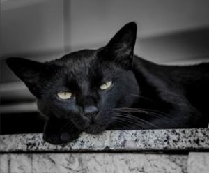 Čierna mačka, rozbité zrkadlo či štvorlístok: Odkiaľ sa vzali známe povery?