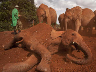 Situácia je hrozná: V Zimbabwe uhynulo za dva mesiace od hladu najmenej 55 slonov