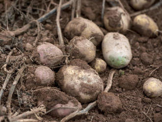 Statistici zveřejní odhady sklizní brambor a kukuřice