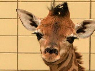 Liberecká zoo se raduje z narození žirafího samečka. Podívejte se