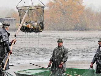 Rybáři ročně vyloví 22 tisíc tun ryb. Na českých stolech skončí polovina