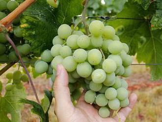 Změny klimatu? Rakouští vinaři se bojí zániku veltlínu. Nadsazené, zní z Moravy